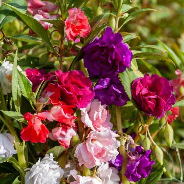 Fleurs - Balsamine Camélia Double Variée - face recto